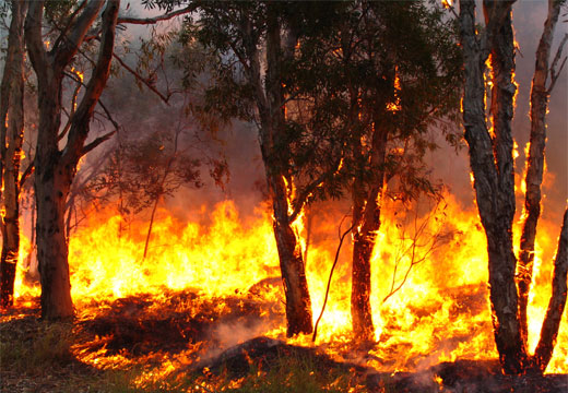 Bushfire